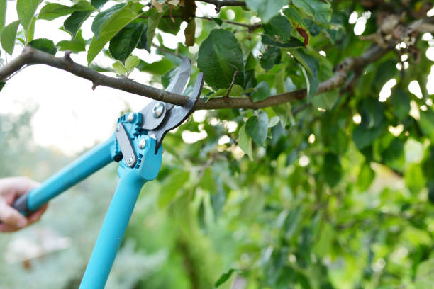 Residential Tree Removal in Earle, AR